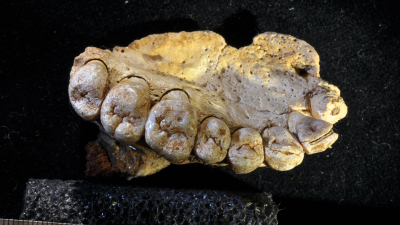 Fossil of a partial human jawbone dated to between 175,000 and 200,000 years ago.